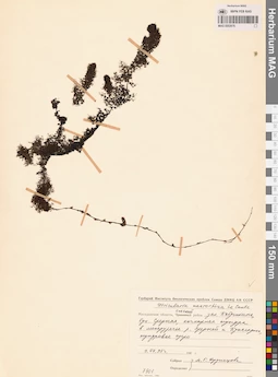 MAG 0002676