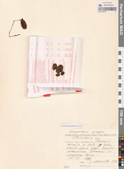 MAG 0002679