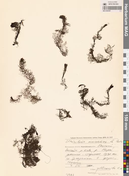 MAG 0002681