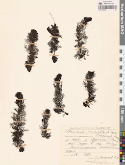 MAG 0002683