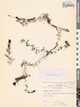 MAG 0002692