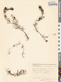 MAG 0002694