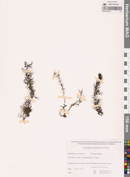 MAG 0002703