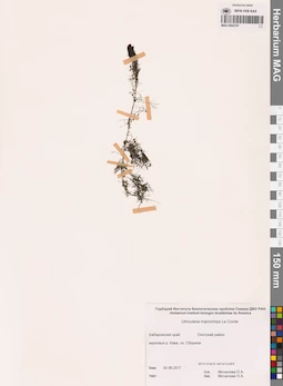MAG 0002707