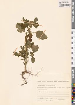 MAG 0004513