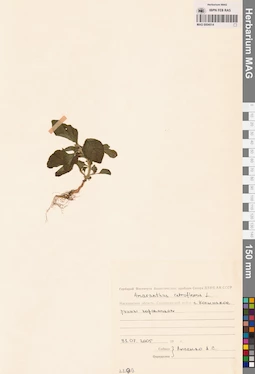MAG 0004514