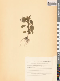 MAG 0004516