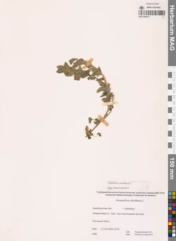 MAG 0004517