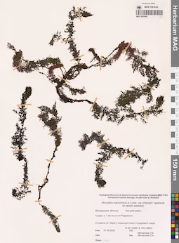 MAG 0005460