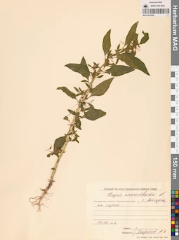 MAG 0010095