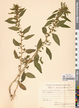 MAG 0010096