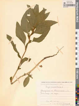 MAG 0010097