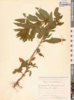 MAG 0010098