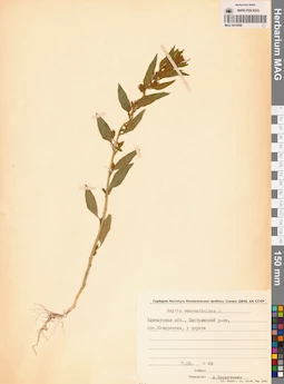 MAG 0010099