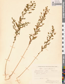 MAG 0010101