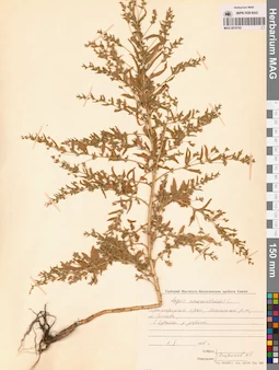 MAG 0010102
