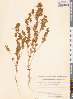 MAG 0010106