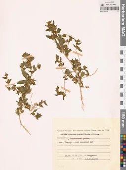 MAG 0010107
