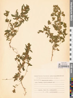 MAG 0010109