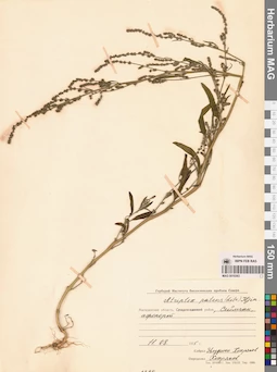 MAG 0010363