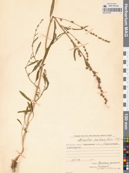 MAG 0010364