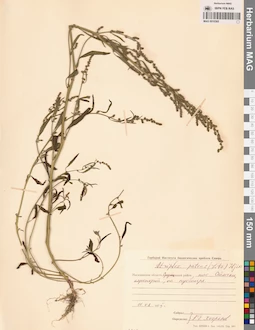 MAG 0010365