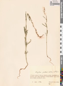 MAG 0010366