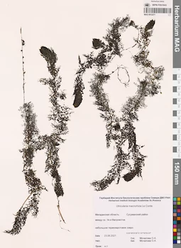 MAG 0012271