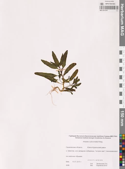 MAG 0012345