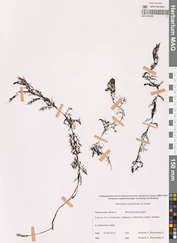 MAG 0001995