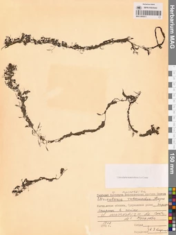 MAG 0002611