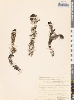 MAG 0002614