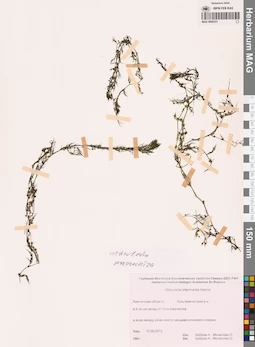MAG 0002531