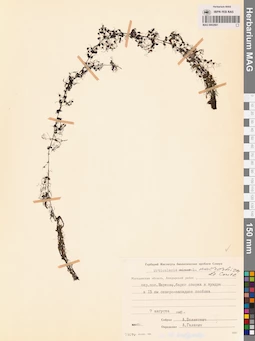 MAG 0002661