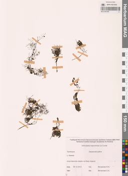 MAG 0001999