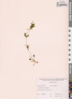 MAG 0006226