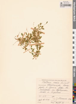 MAG 0006227