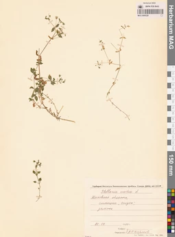 MAG 0006228