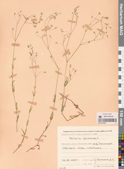 MAG 0010067