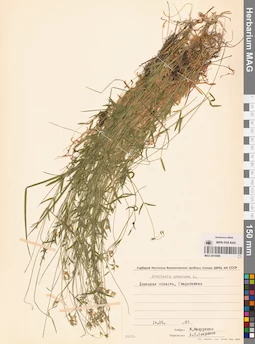 MAG 0010089
