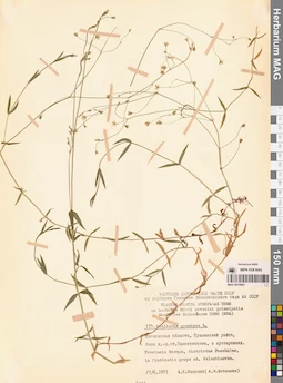 MAG 0010091