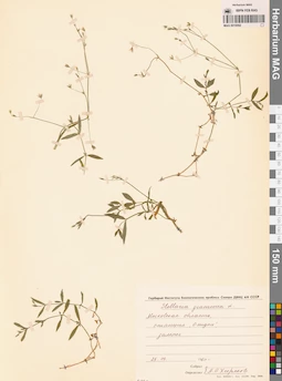MAG 0010092