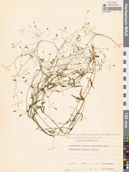 MAG 0010094