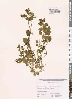 MAG 0010302
