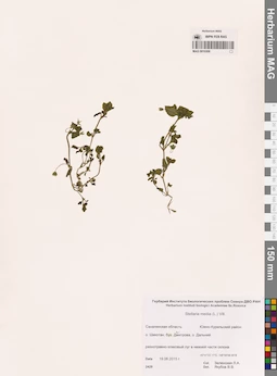 MAG 0010308