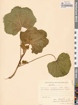 MAG 0016694