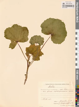 MAG 0016695