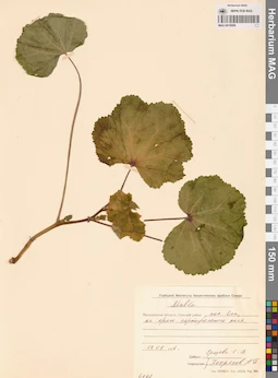 MAG 0016696