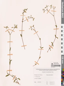 MAG 0006123