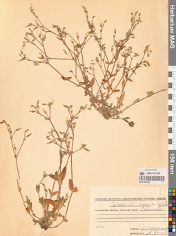 MAG 0006136
